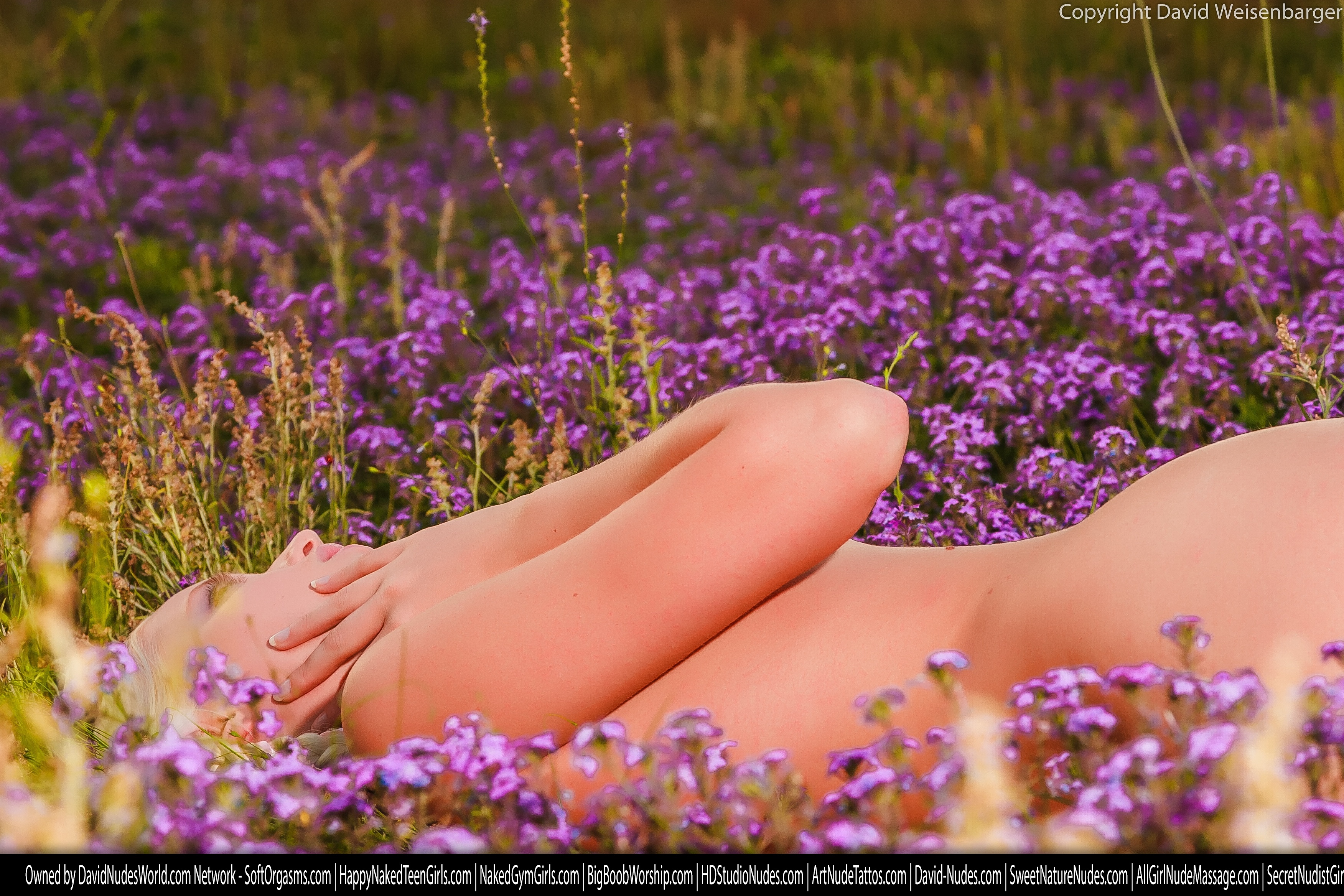 tatyana purpleflowers 3 531