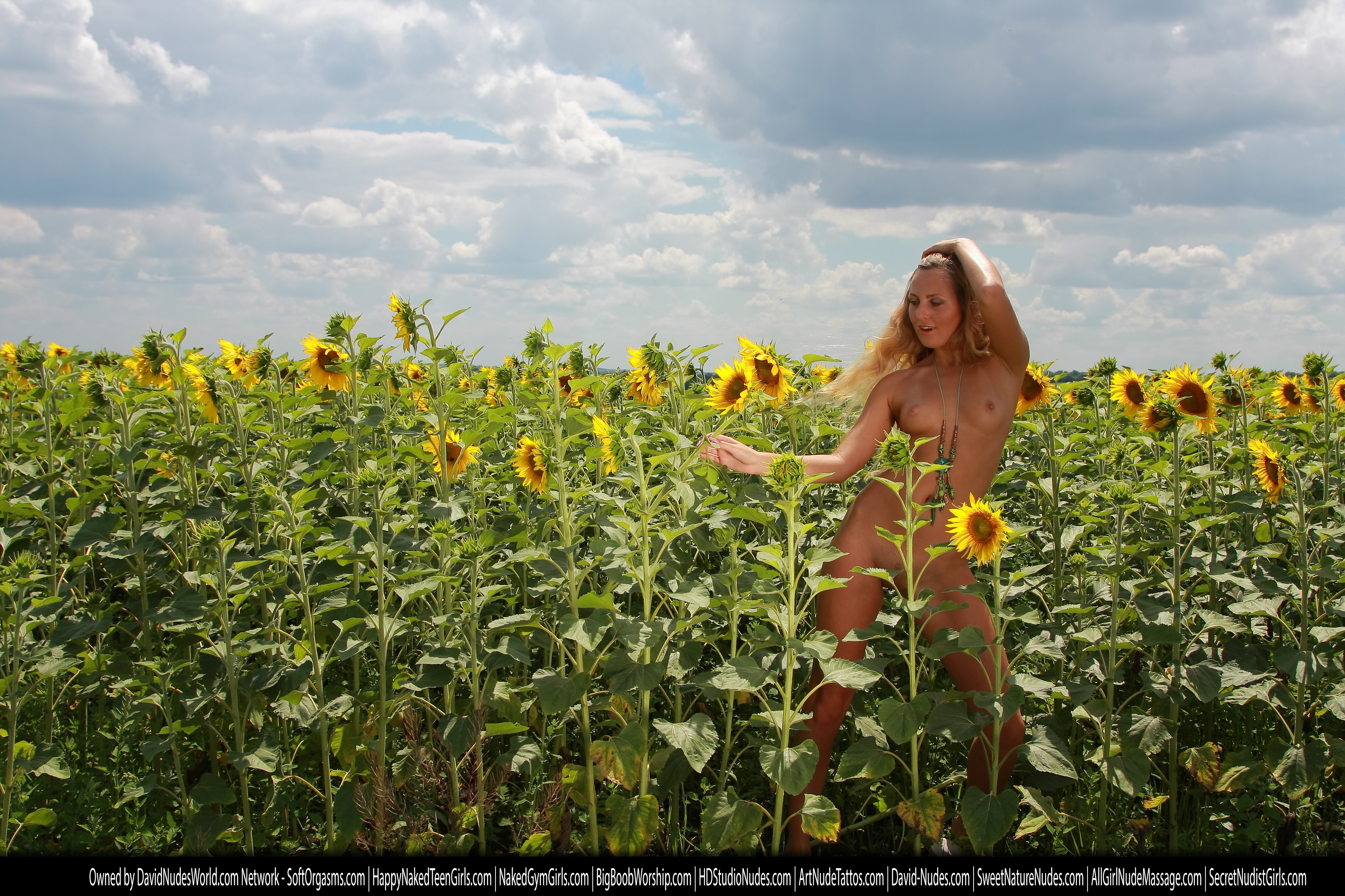 alena sunflowers 8912